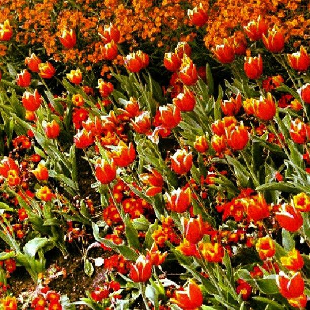 Tulip Photograph - London in Springtime by Lottie H