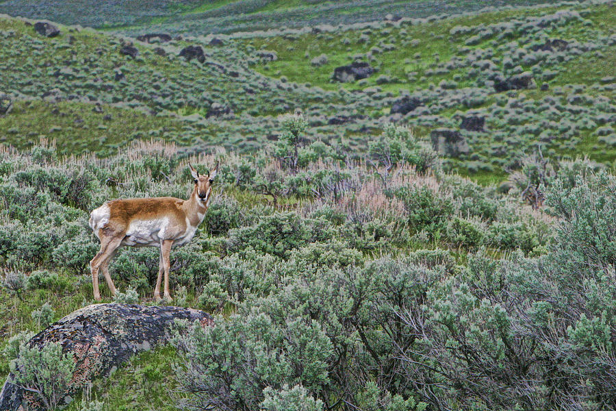 Lone Antelope Photograph by Shari Jardina