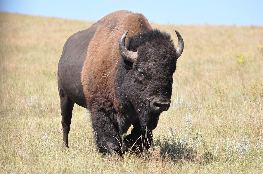 Lone Bull Buffalo Photograph by Robert Habermehl