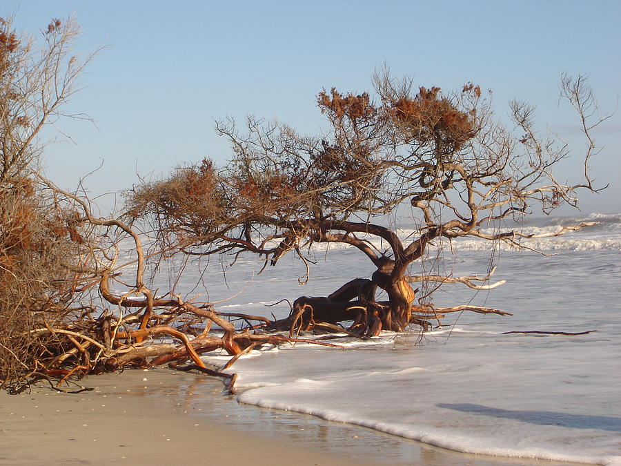 Lone Cedar at the Beach Photograph by Terri Johnson - Fine Art America