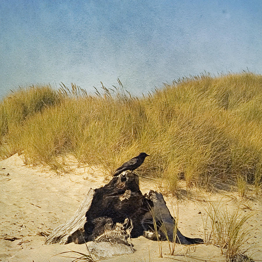 Lone Crow Photograph by Bonnie Bruno