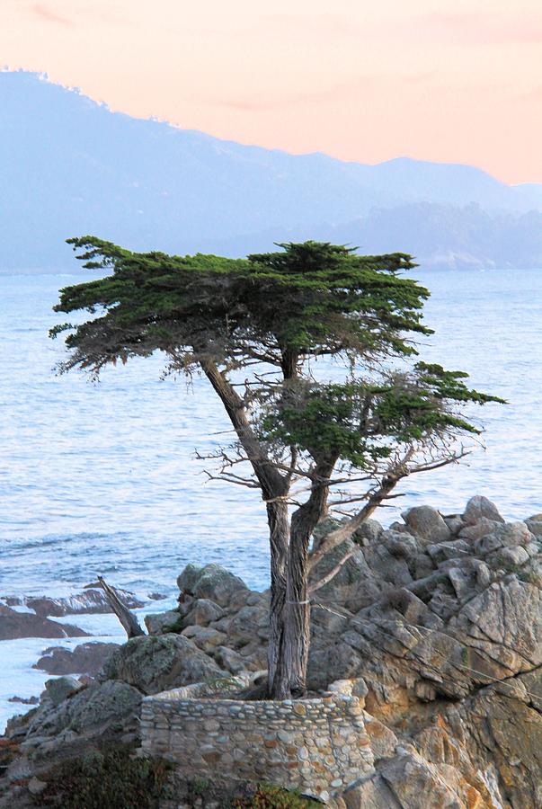 Lone Cypress 2 Photograph by Gerry Fortuna