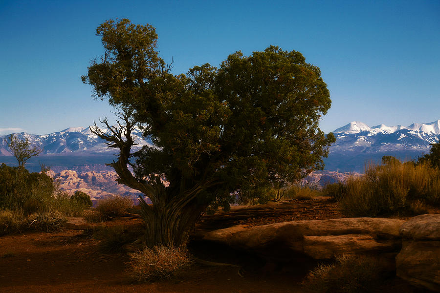 Nature Photograph - Lone Pinyon and La Sal Mountains by Marilyn Hunt