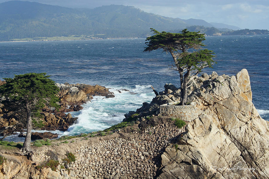 Lone Cypress at Pebble Beach Photograph by PJQandFriends Photography
