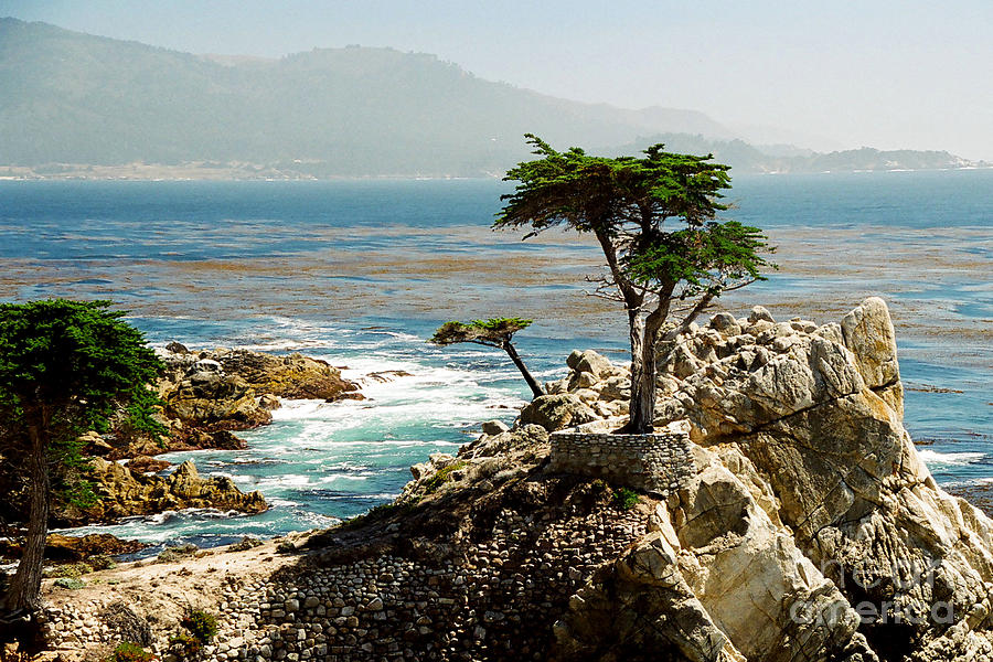 Trees Photograph - Lone Cypress by Frank Townsley Trees Photograph - Lone Cypress by Frank Townsley