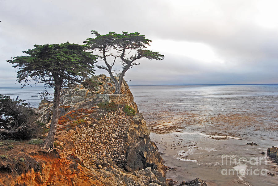 Lone Cypress Photograph by Gary Beeler