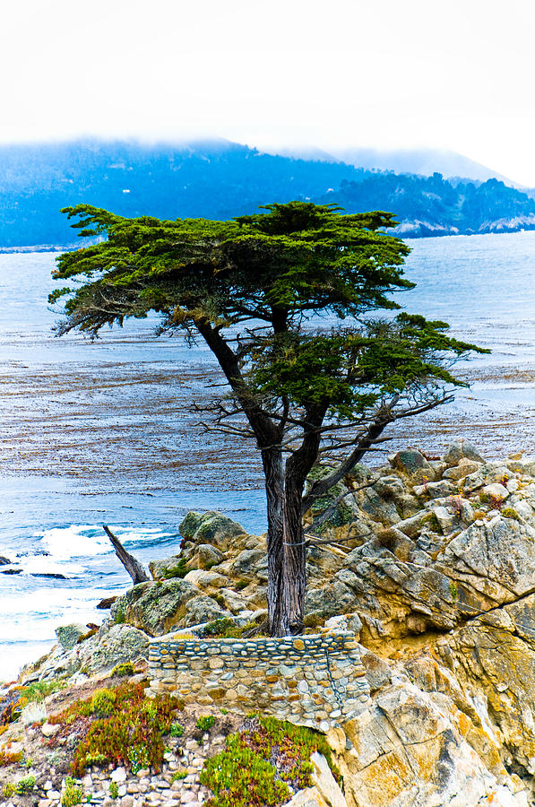 Lone Cypress Photograph by Mickey Clausen