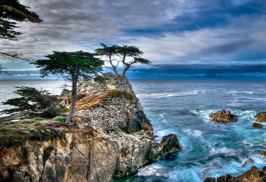 Lone Cypress Morning Photograph by Connie Cooper-Edwards