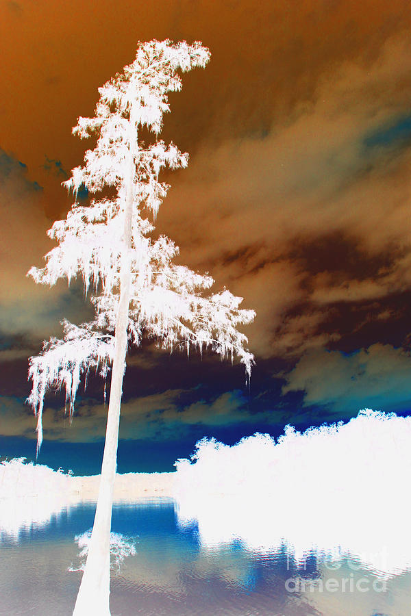 Lone Cypress Tree Digital Art by Barbara Bowen