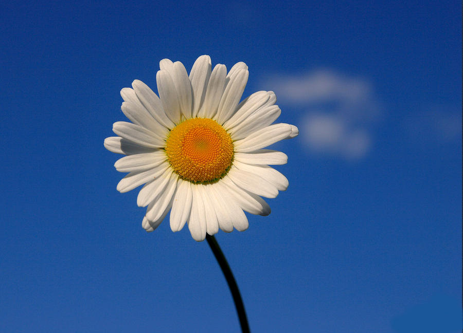 Lone Daisy Photograph by Cindy Haggerty