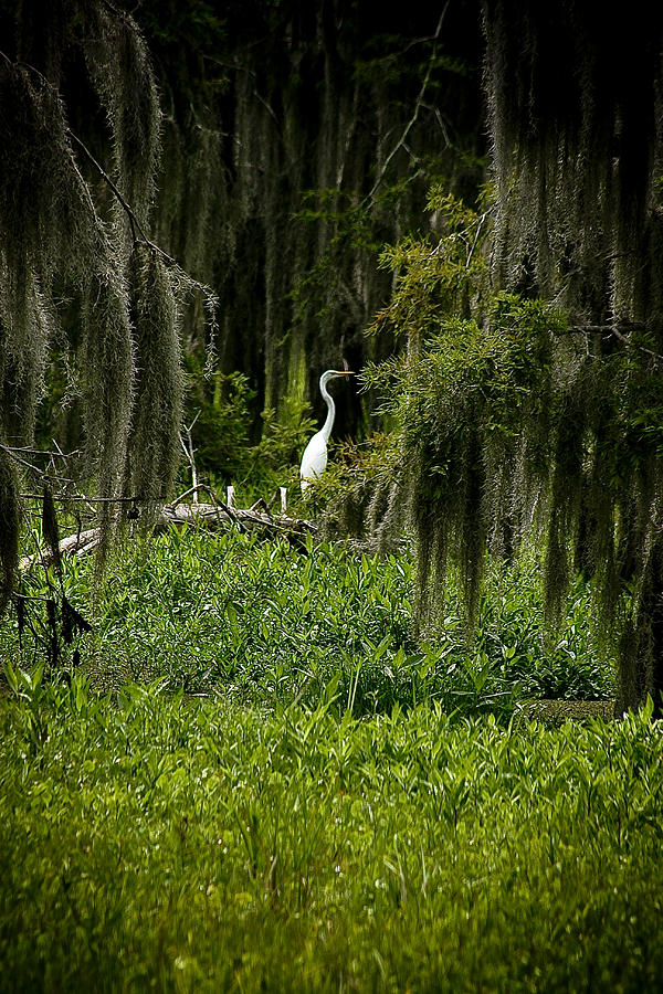 Lone Egret Photograph by Shawn McElroy