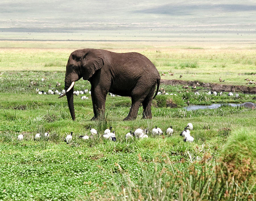 Lone Elephant Photograph by Roni Chastain