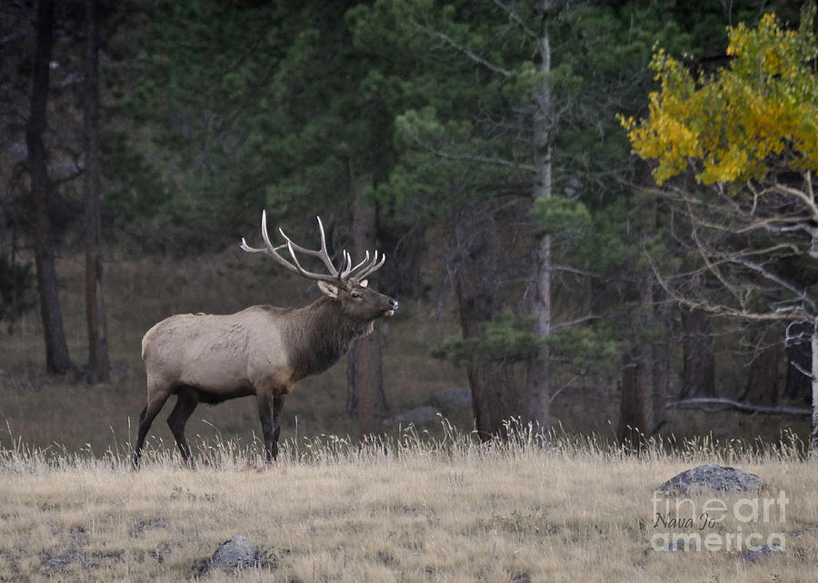 Lone Elk Warrior Photograph by Nava Thompson