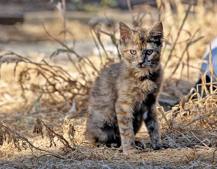 Lone Feral Kitten Photograph by Chriss Pagani