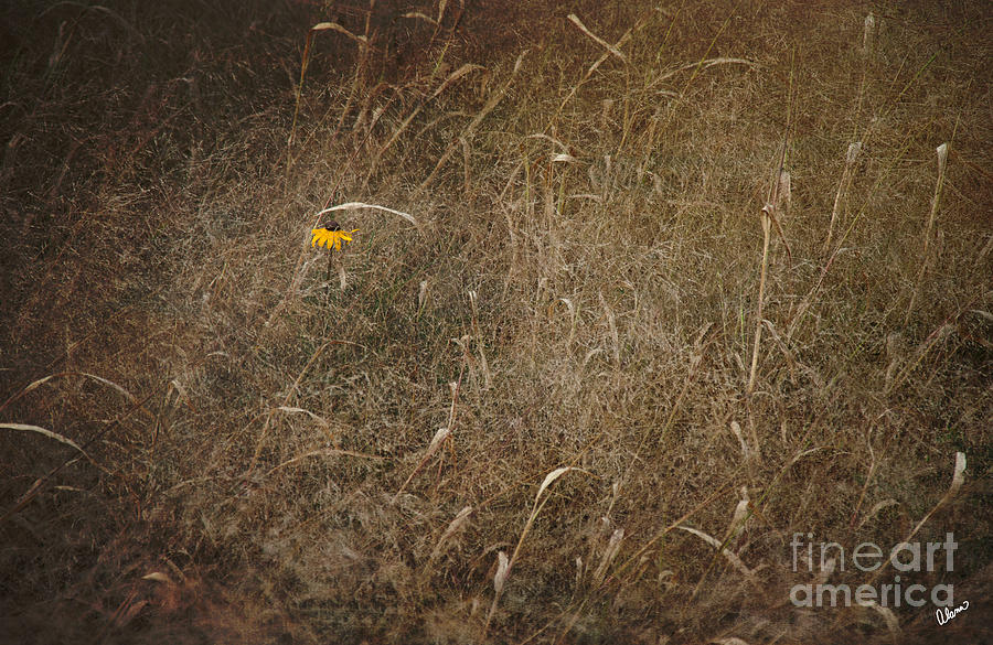 Lone Flower Photograph by Alana Ranney