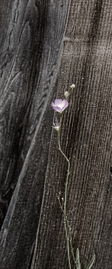 Lone Flower Photograph by Betty Depee