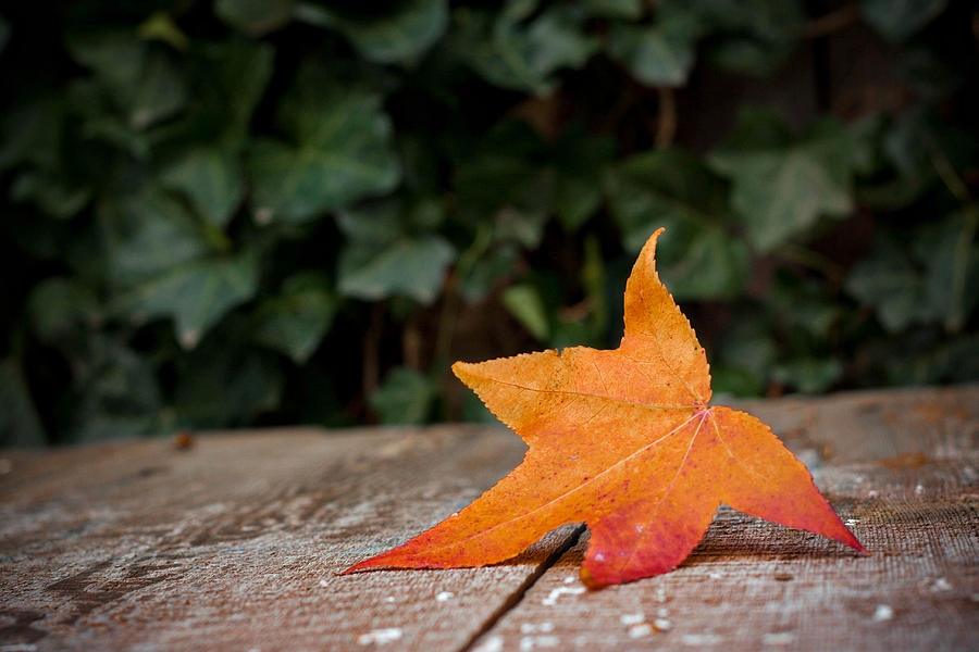 Lone leaf Photograph by Kelley Nelson
