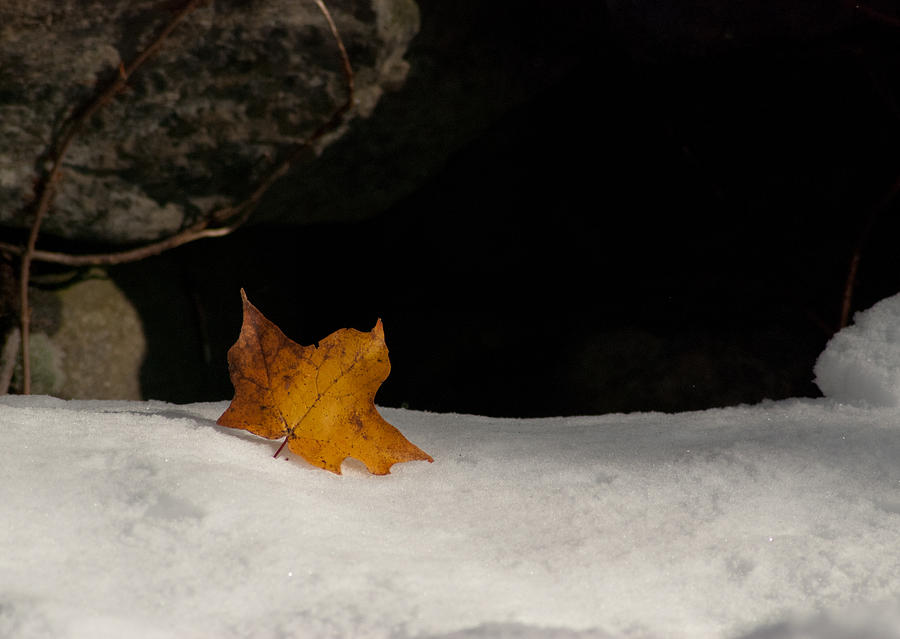 Lone Leaf Photograph by Tobey Brinkmann