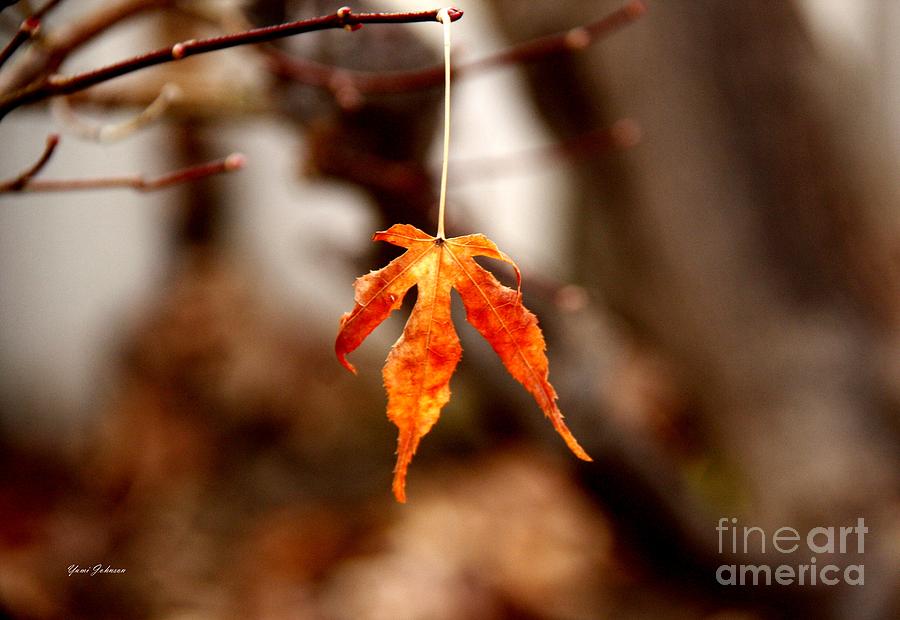 Lone leaf Photograph by Yumi Johnson