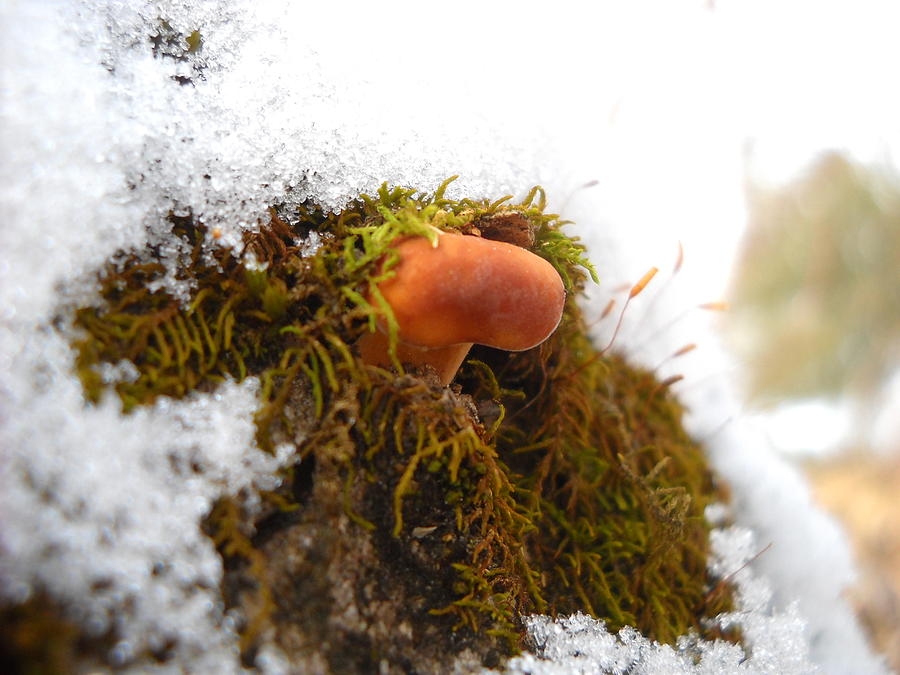 Lone Little Mushroom Photograph by Kent Lorentzen