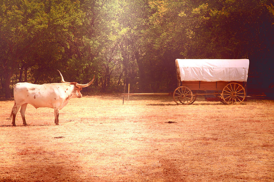 Lone Longhorn Looks at the Wagon Photograph by Toni Hopper