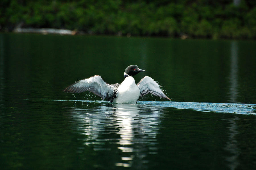 Lone Loon Photograph by Peter DeFina