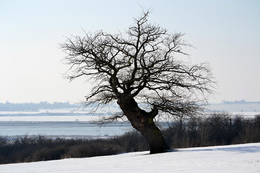 Lone Oak. Photograph by Terence Davis