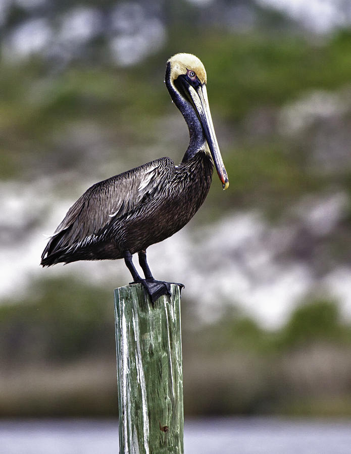 Lone Pelican Photograph by Forest Alan Lee