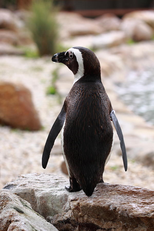 Lone Penguin Photograph