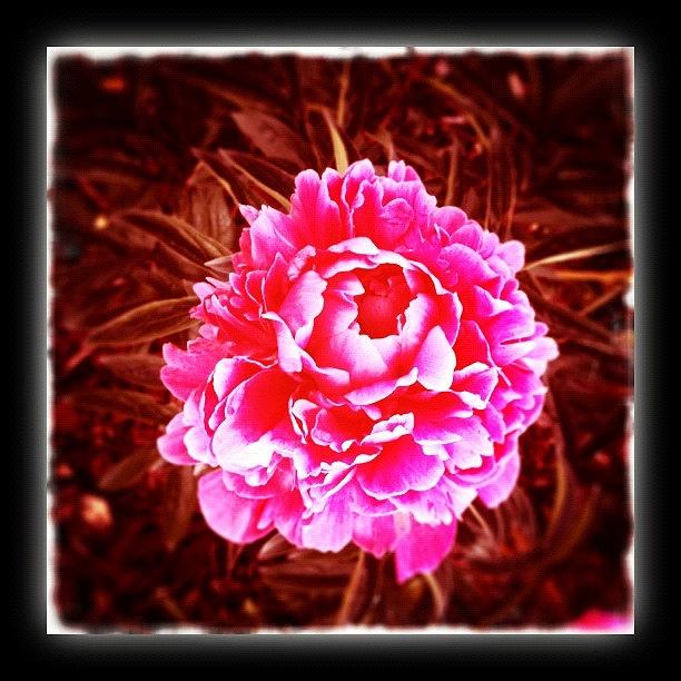 Flowers Still Life Photograph - Lone Peonie by Paul Cutright