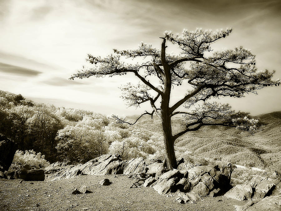 Lone Pine -1   Photograph by Alan Hausenflock