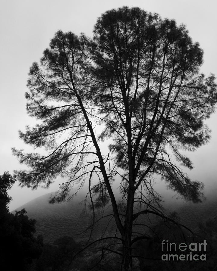 Lone Pine in the Fog Photograph Photograph by Kristen Fox