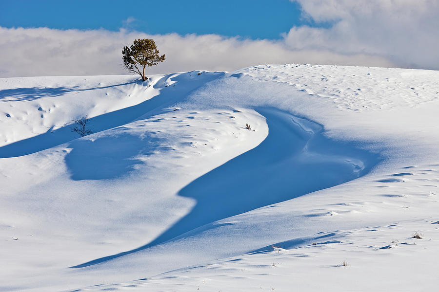 Lone Pine in Winter Photograph by D Robert Franz