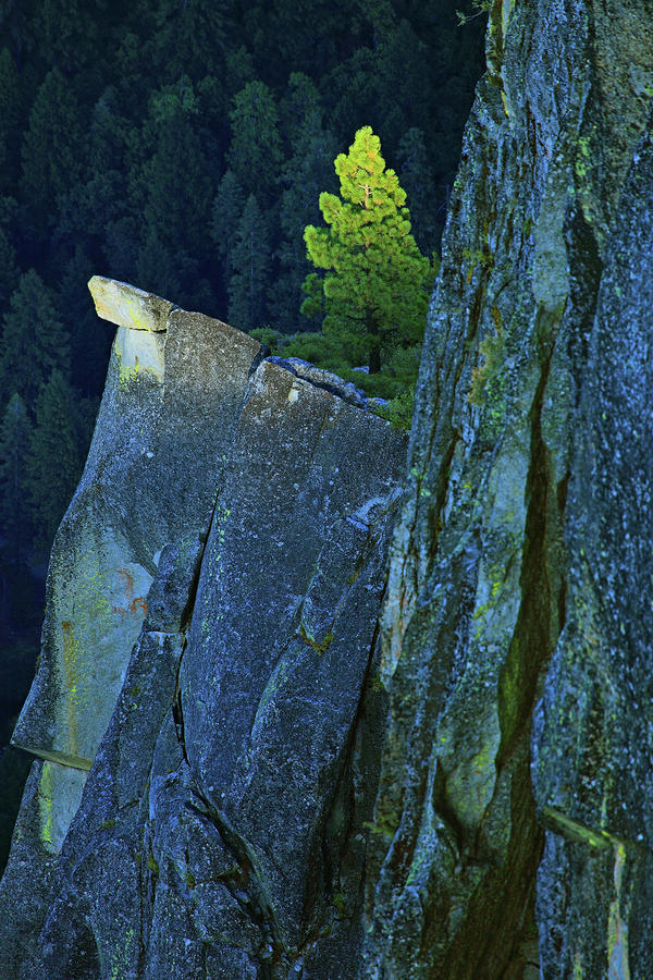 Yosemite National Park Photograph - Lone Pine by Rick Berk