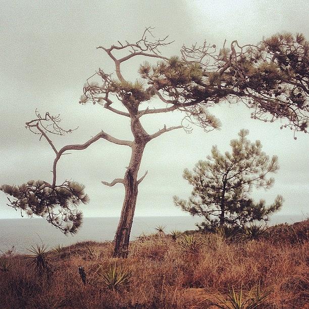 Nature Photograph - Lone Pine Tree by Hilary Solack