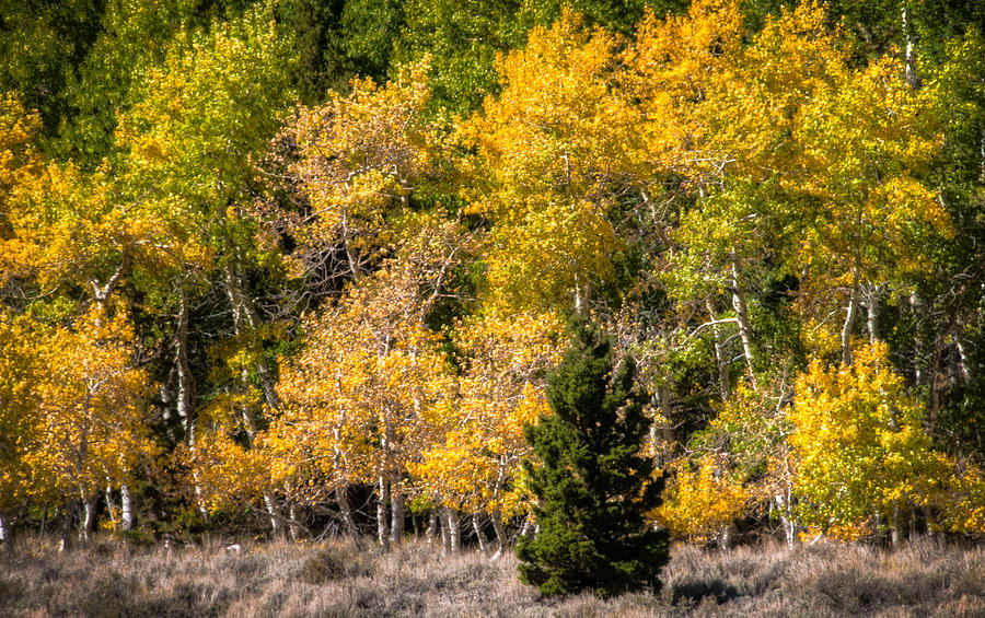 Lone Pine Tree in Colorful Aspens Photograph by Connie Cooper-Edwards