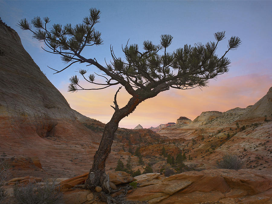 Lone Pine Tree With East And West Photograph by Tim Fitzharris