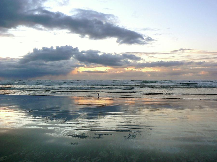Pattern Photograph - Lone Sea Gull  by Pamela Patch