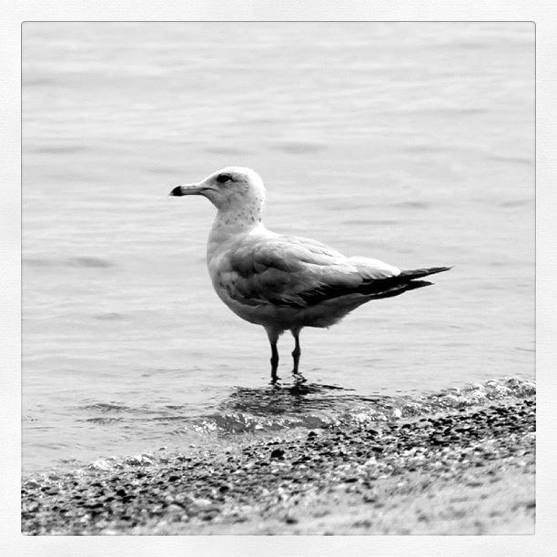 Black And White Photograph - Lone Seagull at Durand Beach in BW by Justin Connor