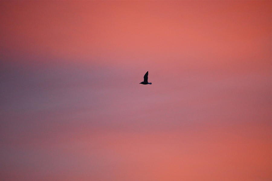 Lone Seagull At Sunset Photograph by Mary McAvoy