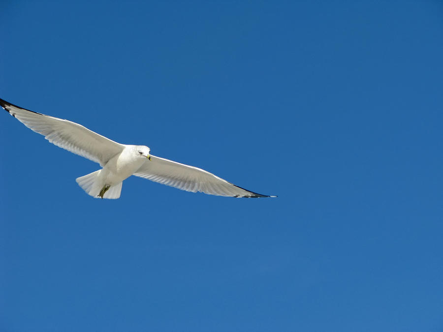 Lone Seagull Photograph by Joe Myeress - Fine Art America