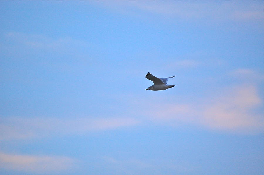 Lone Seagull Photograph by Mary McAvoy