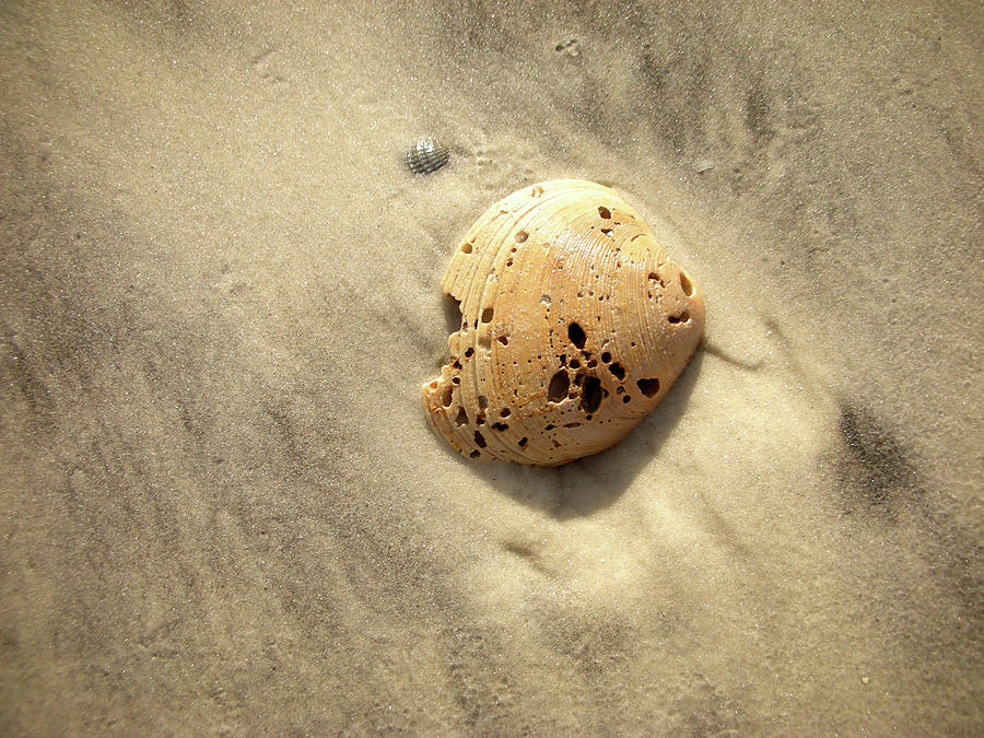 Lone Seashell Photograph by Paul Mashburn