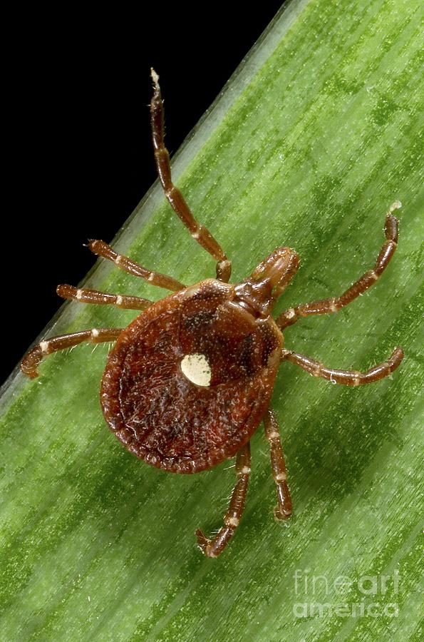 Lone Star Tick Female Photograph By Science Source Fine Art America