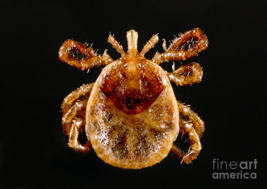 Lone Star Tick Nymph Photograph by Science Source