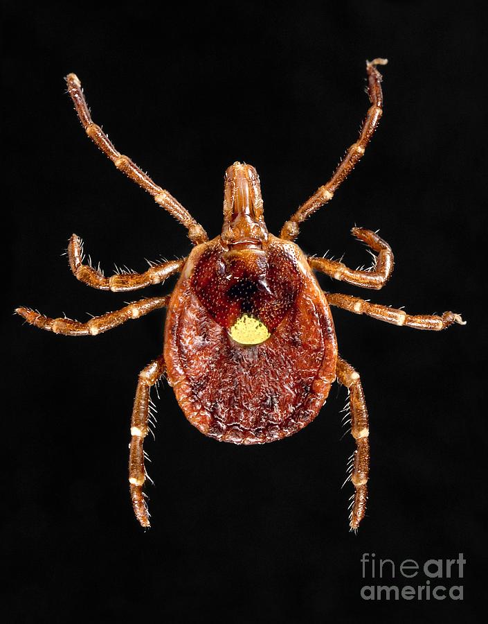 Lone Star Tick Photograph by Science Source