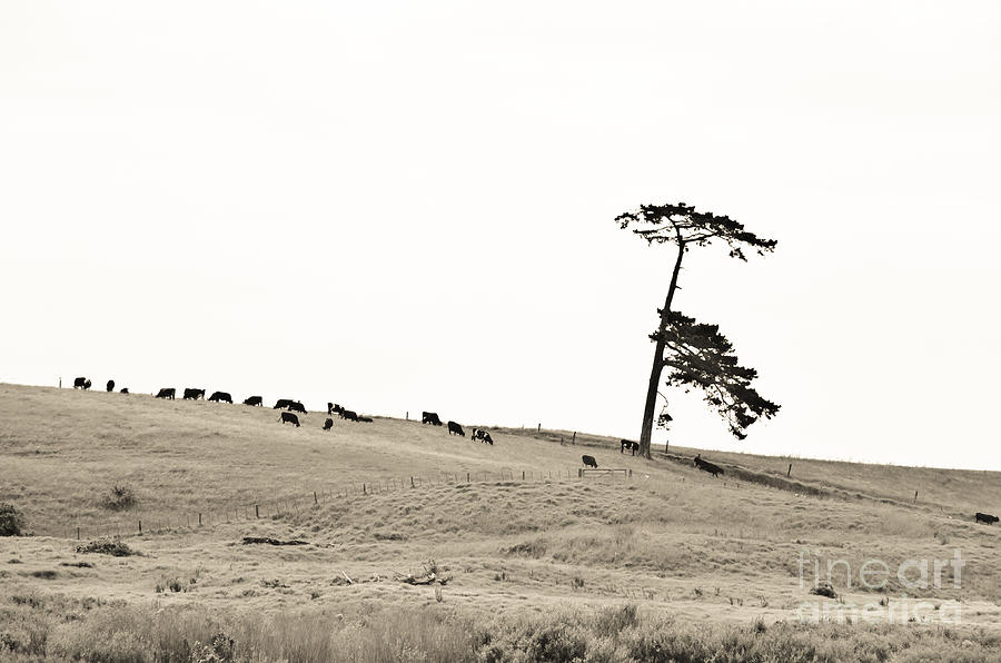 Lone Tree and Cows 2 Photograph by Yurix Sardinelly