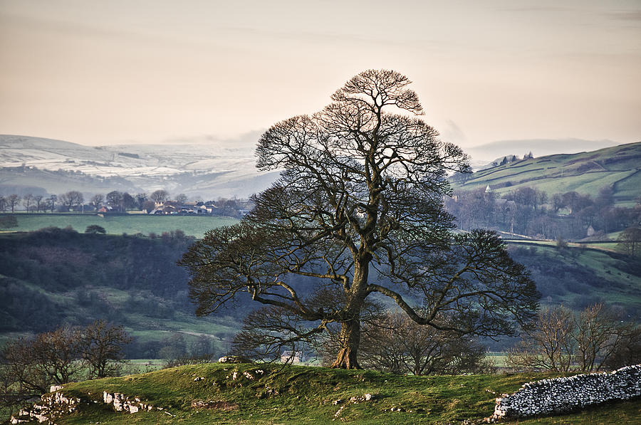 Lone Tree And Snow Scene In Peak District Photograph by Nuzulu