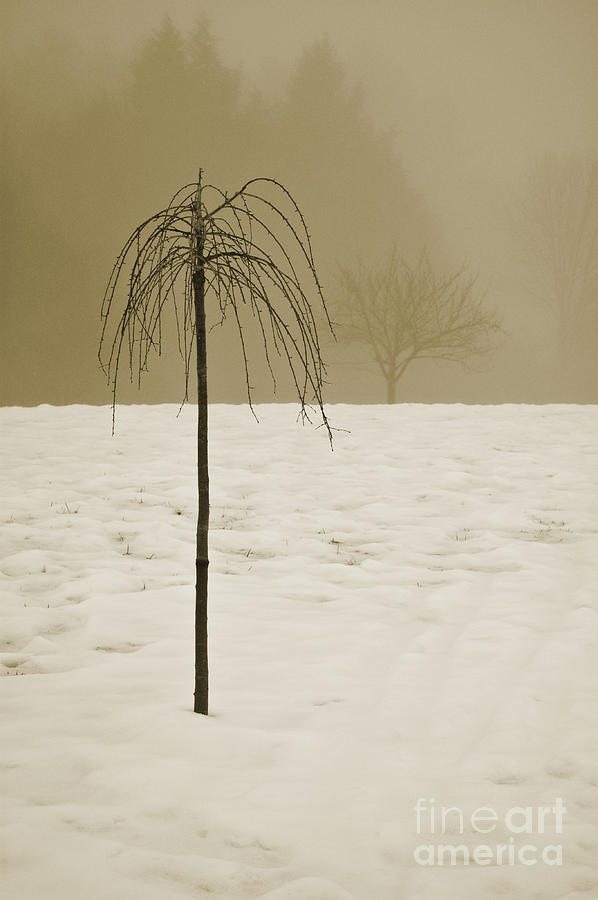 Lone Tree and Winter Landscape Photograph by David Gordon