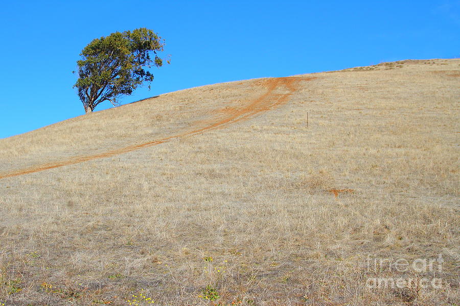 Lone Tree At Coyote Hills California . 7D10906 Photograph by Wingsdomain Art and Photography